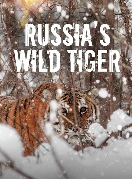 Russia’s Wild Tiger 2022