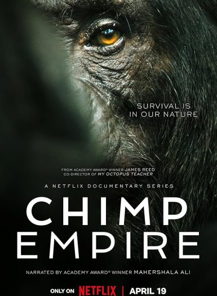 سریال Chimp Empire