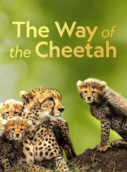 The Way of the Cheetah 2022