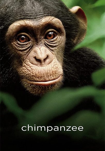 Chimpanzee 2011