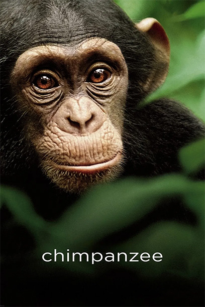 Chimpanzee 2011